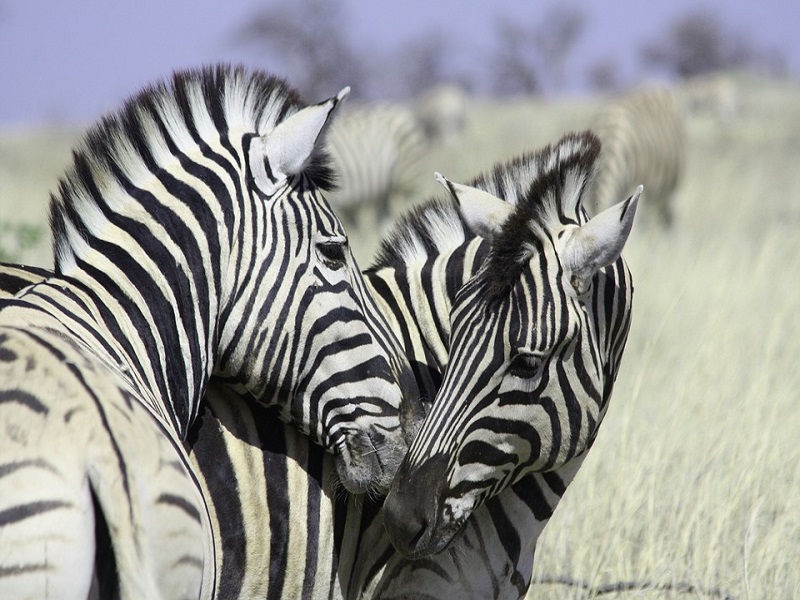 namibia2