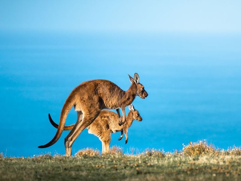 deep-creek-kangaroo-10-2026-01-06-10-24-09-utc