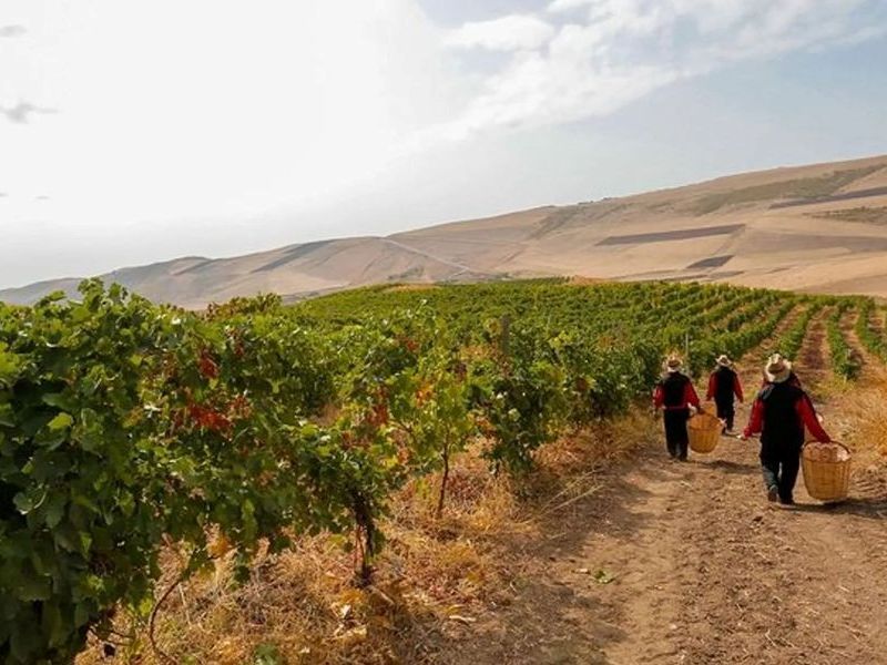 FlyMeAway_Shamakhi_Wine_Tour_01