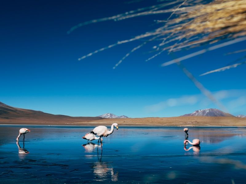 flamingos-drinking-water-in-a-lake-in-the-uyuni-sa