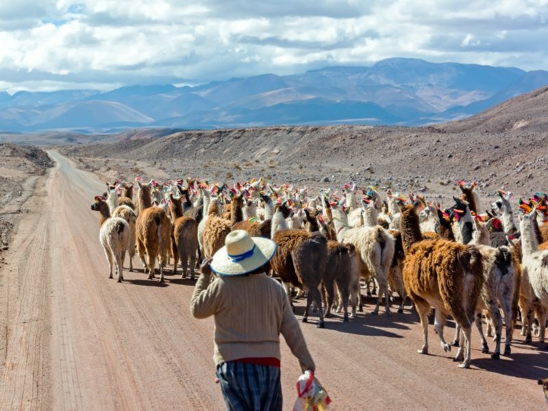 llama-herd-on-road