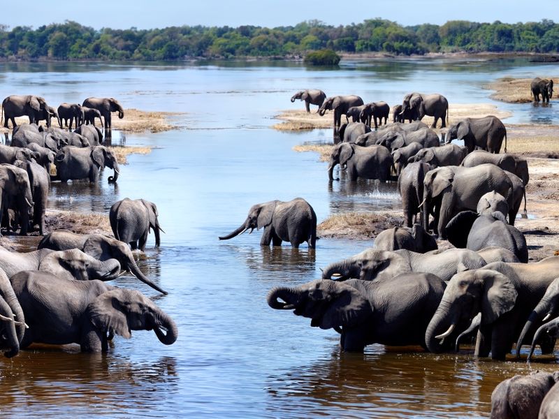 african-elephants-chobe-river-botswana