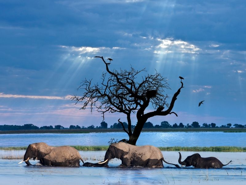 african-elephants-crossing-the-chobe-river-botsw