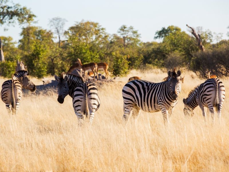 amazing-zebras-in-savanna