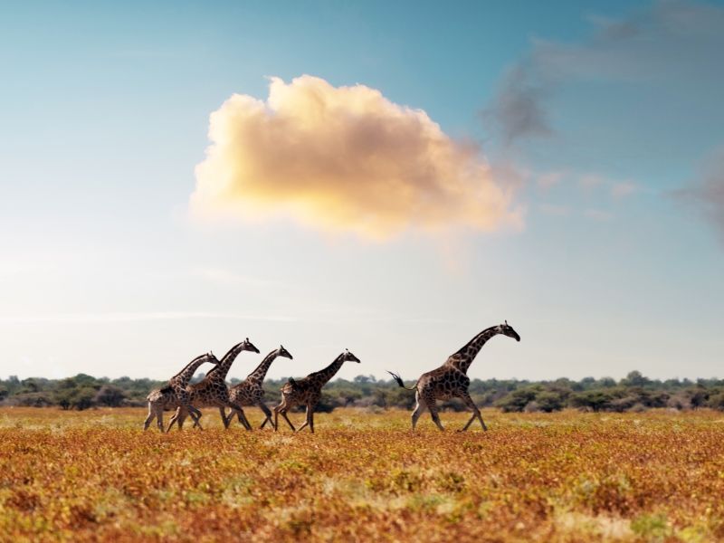 giraffe-family-in-dried-yellow-grass-of-african-sa