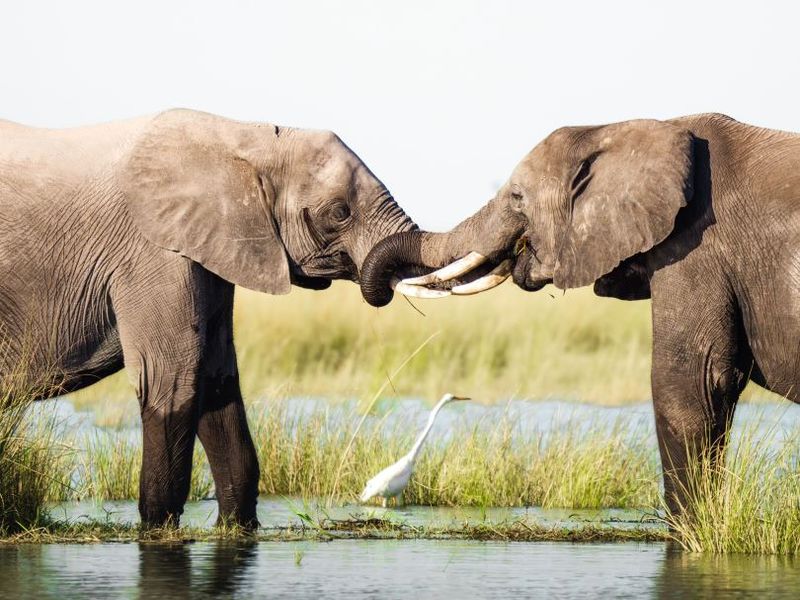 two-african-elephants-with-long-tusks-standing-sid