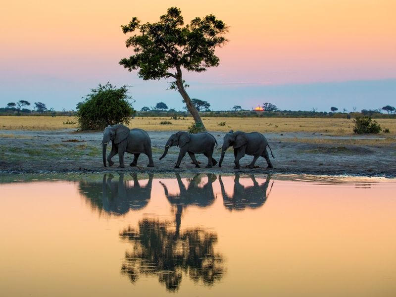 young-elephants-bathing-in-pond