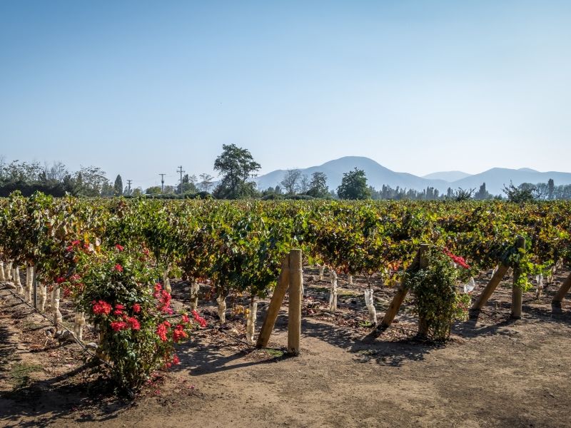 chilean-vineyard-santiago-chile