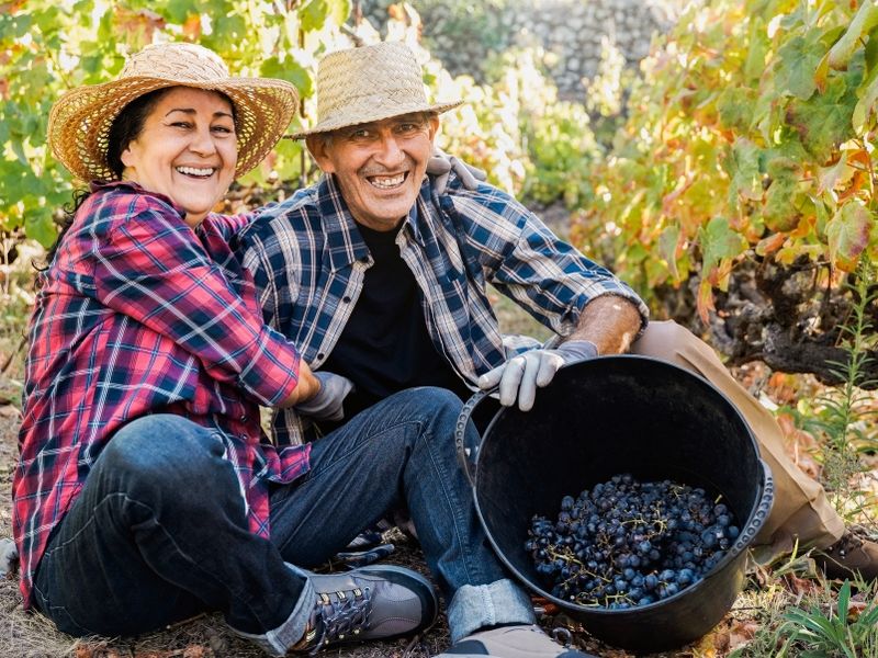 latin-senior-farmer-couple-collect-grapes