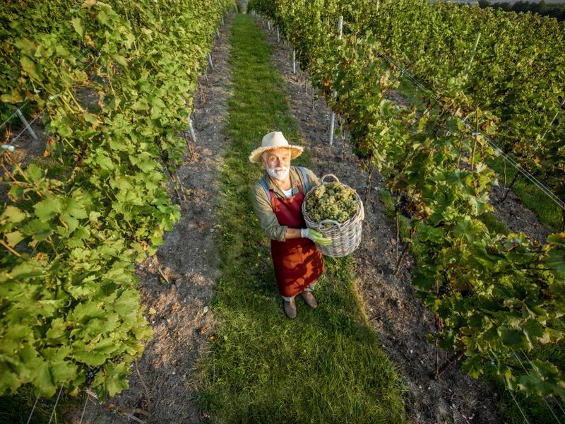 vineyard-with-man-harvesting-grapes