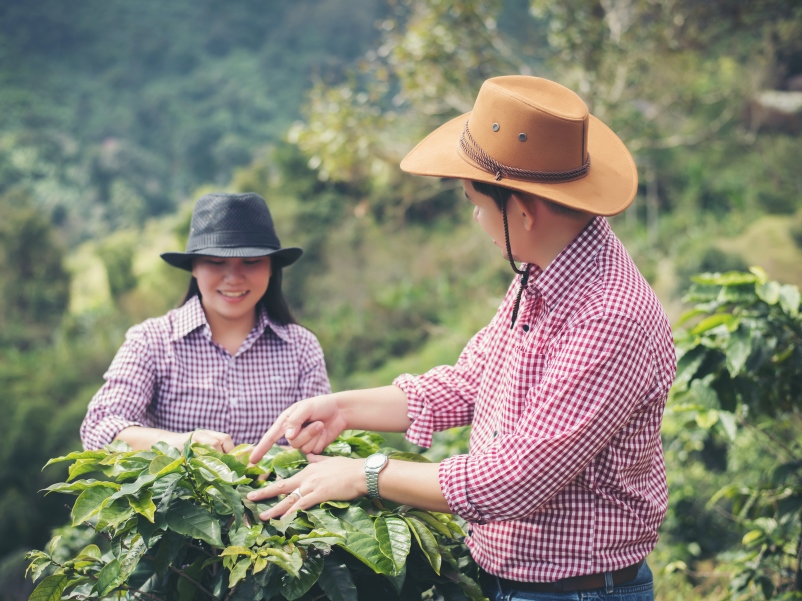 farmer-coffee-is-harvesting-coffee-berries-in-coff