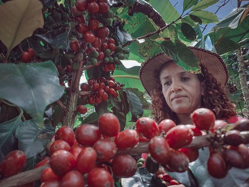 female-picking-fresh-red-coffee-beans