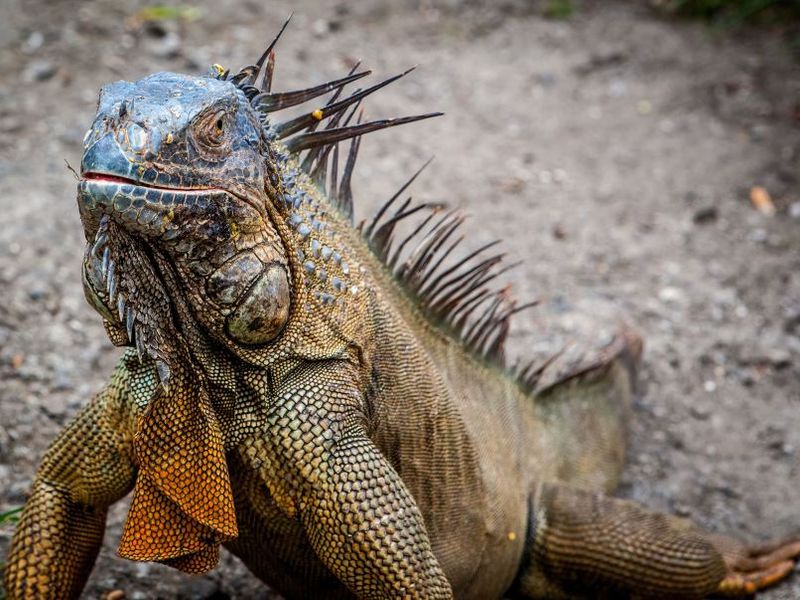 close-up-shot-of-a-large-iguana-sitting