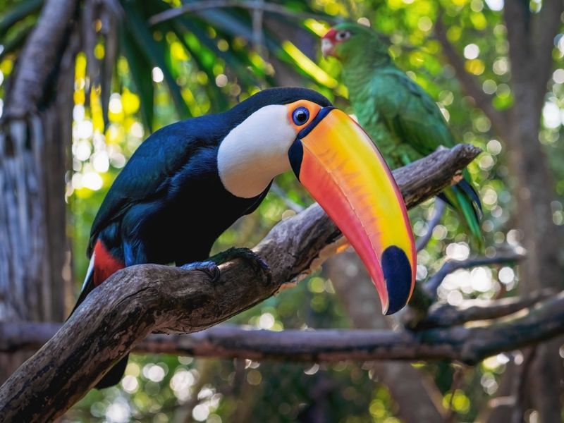 toco-toucan-bird-ramphastos-toco