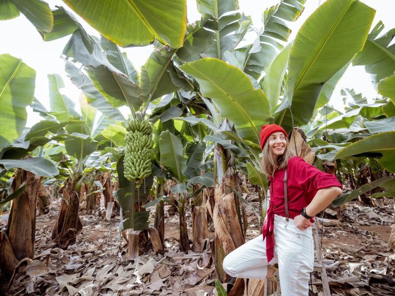woman-on-the-banana-plantation-with-rich-harvest