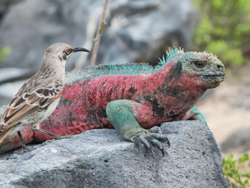 iguana-resting-on-rocks