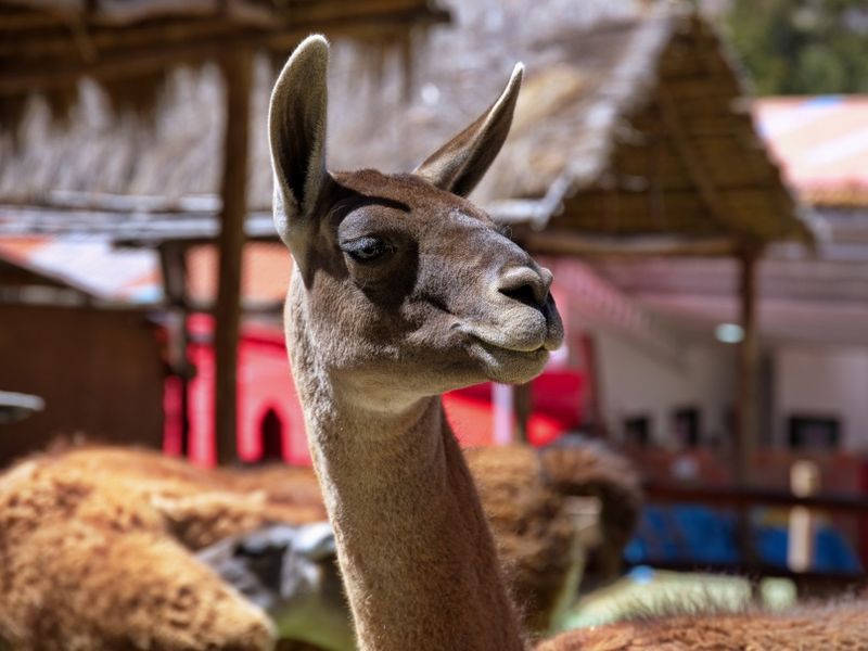 portrait-of-guanaco-in-zoo