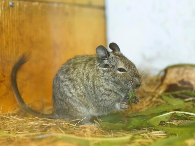 Elistvere_JarekJepera