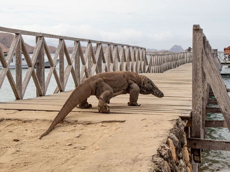 beautiful-shot-of-a-komodo-dragon-on-the-wooden