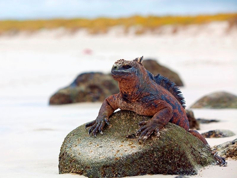 galapagos-marine-iguana