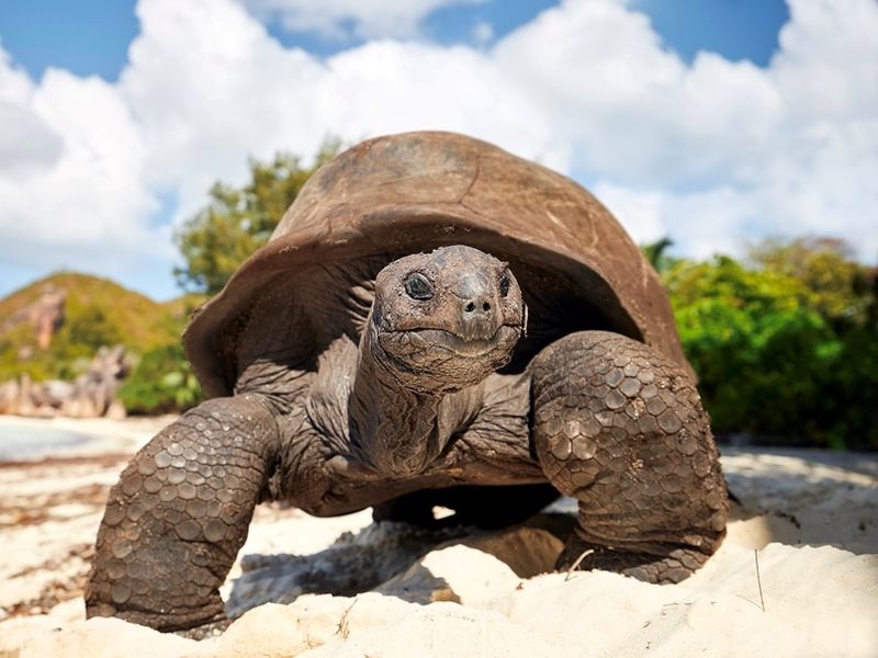 giant-tortoise-on-beach