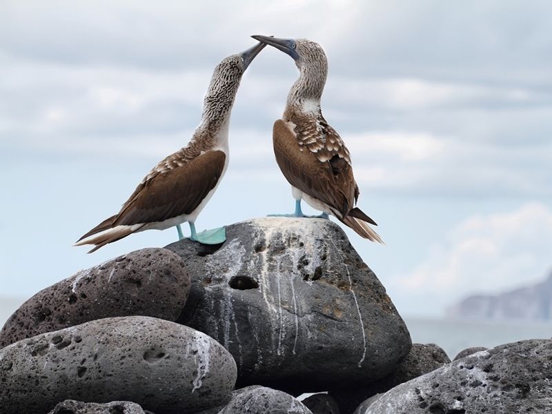 pair-of-blue-footed-booby