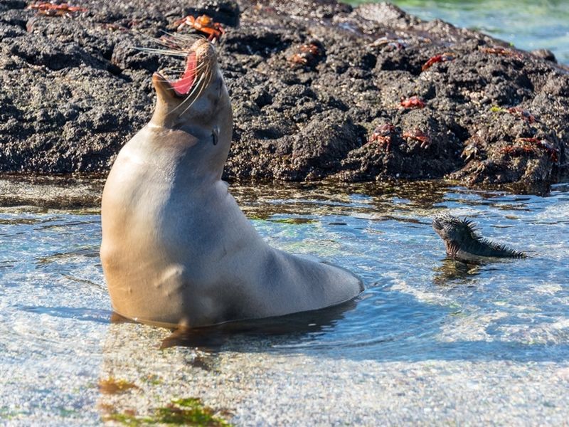 sea-lion-and-marine