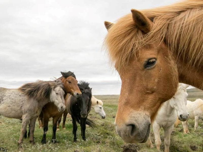 Islande