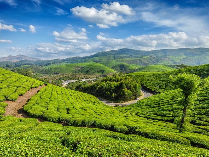 tea-plantations-munnar-kerala-state-india