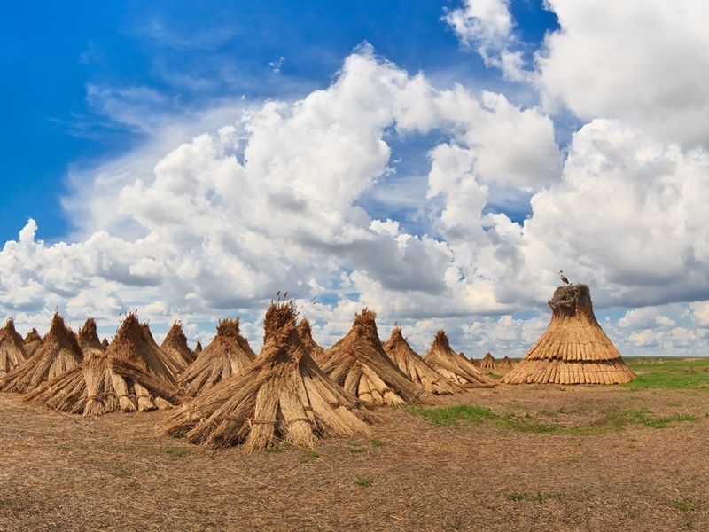 dried-cluster-of-reed