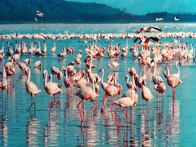 Lake-Nakuru-Birds-Kenya-Africa-Pink-Flamingo-1484781