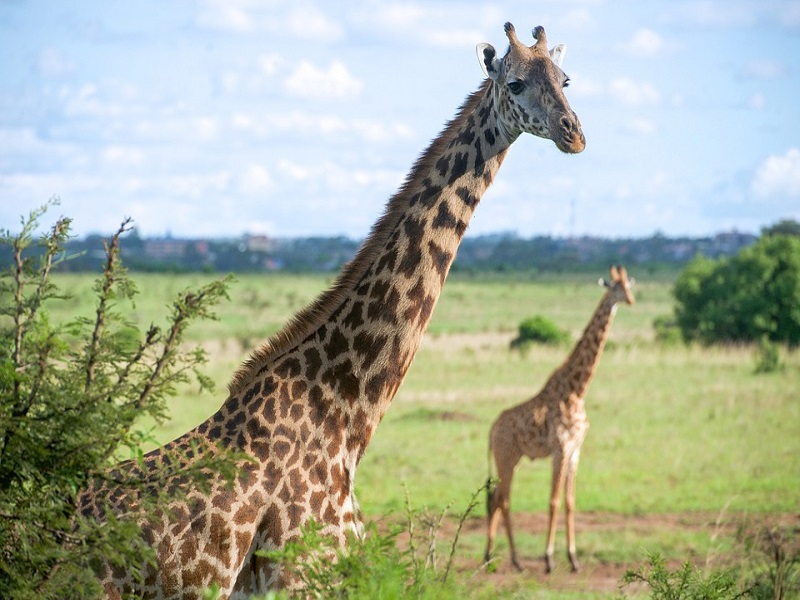 Wildlife-Giraffes-Close-Up-Wild-Outdoors-Nature-1724258