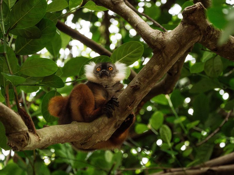 Chris_Schmid-240325-tsara_komba-088