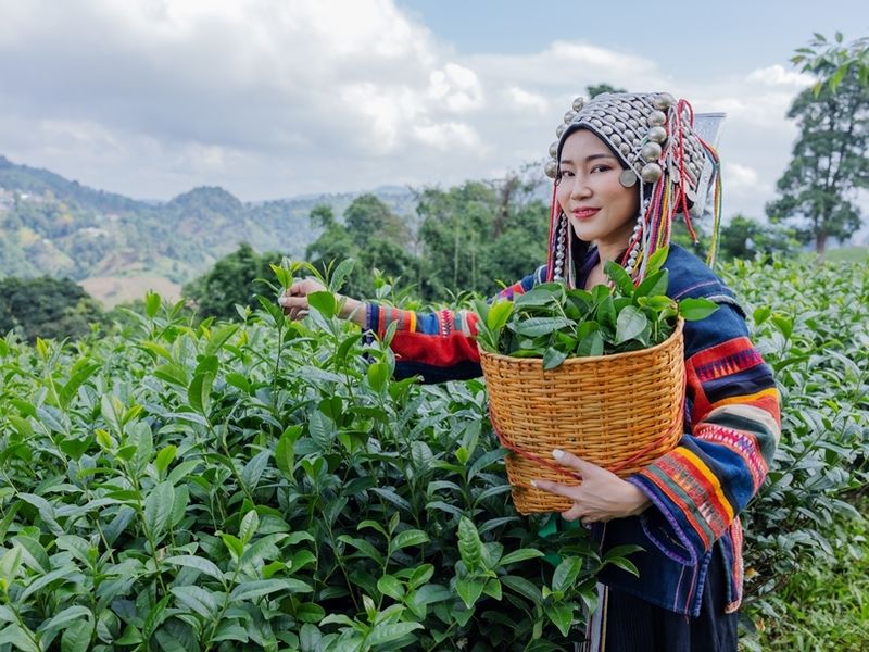 a-young-woman-in-traditional-clothing-picks-tea