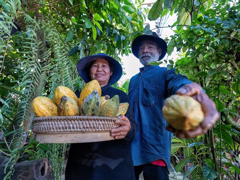 farmer-in-coco-chocolate-plant-hold-coco-fruit