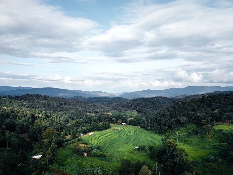 green-rice-fields-in-the-rainy-season