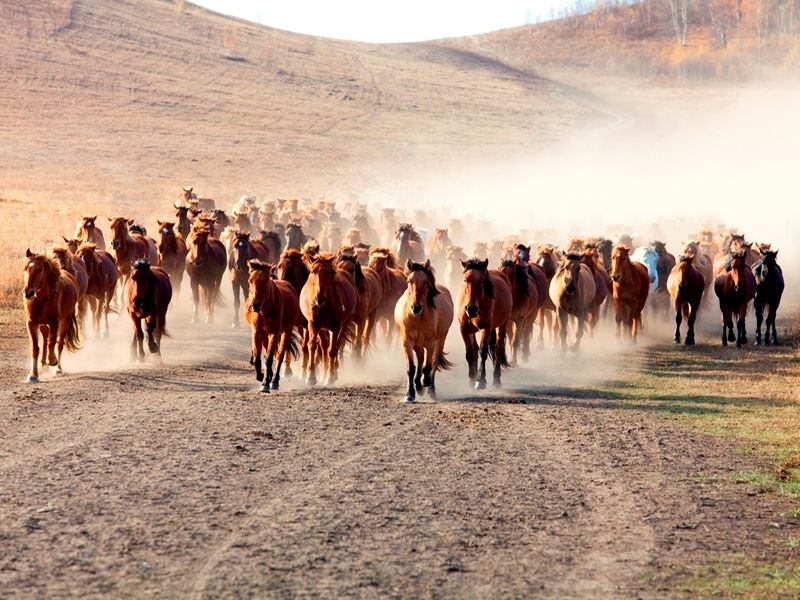 a-herd-of-horses-running-in-inner-mongolia
