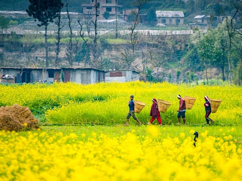 agriculture-farmland