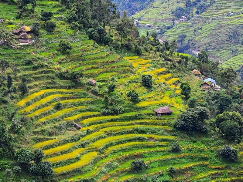 terraced-rice-fields-paddy-in-nepal-organic-farm