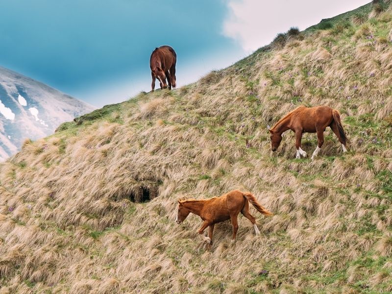 horses-grazing-on-green-mountain-slope-in-spring