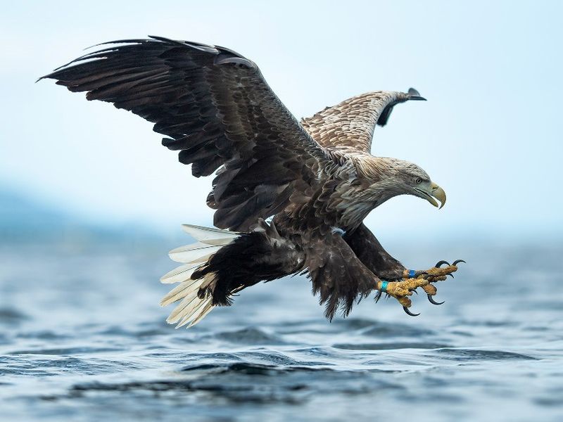 64bf903b43b36c1c090ff0f6_Copyright_Roger_Brendhagen-_white-tailed-eagle