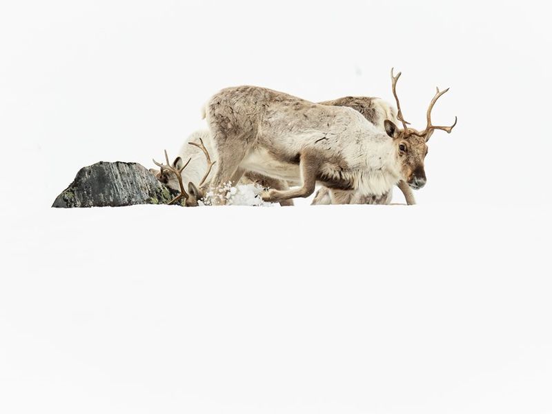 64bf903b43b36c1c090ff0fb_Copyright_Roger_Brendhagen_Reindeer