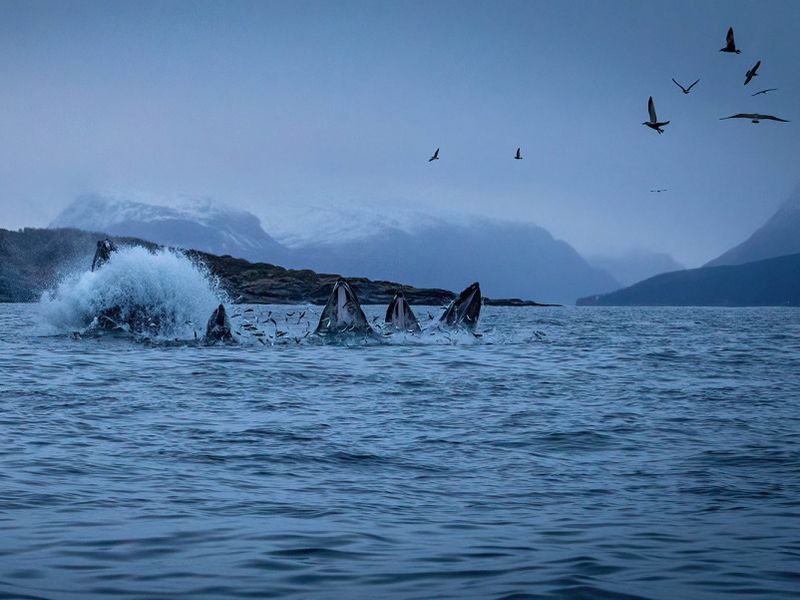 64bf903b43b36c1c090ff101_Copyright_Daniel_Iglesias_Whale_Watching