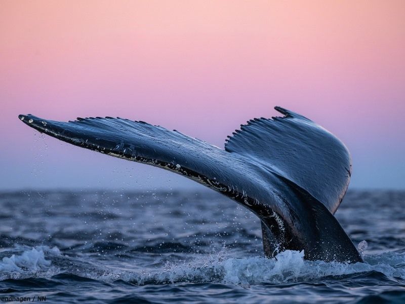 64bf903b43b36c1c090ff11f_Photo_Roger_Brendhagen_whales-in-sunsets