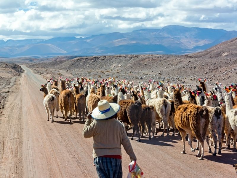 llama-herd