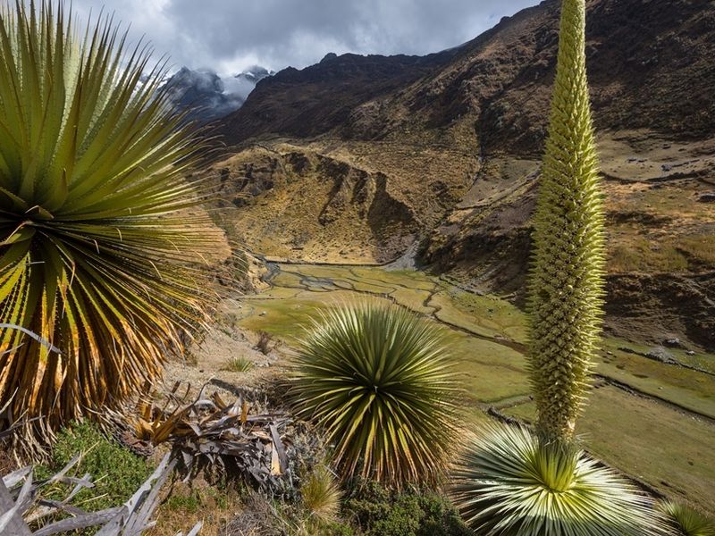 puya