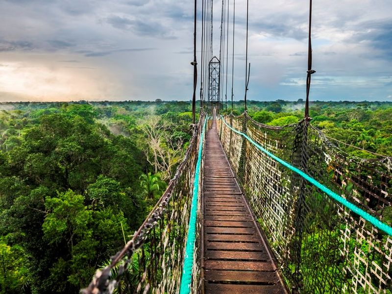 jungle-canopy-walk-in-amazon-rainforest-at-sacha