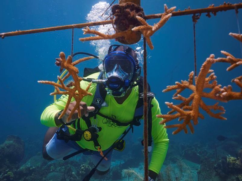 Travel_Advisor_Asset-Saint-Lucia-Scuba-PADI-Coral-Farming-21