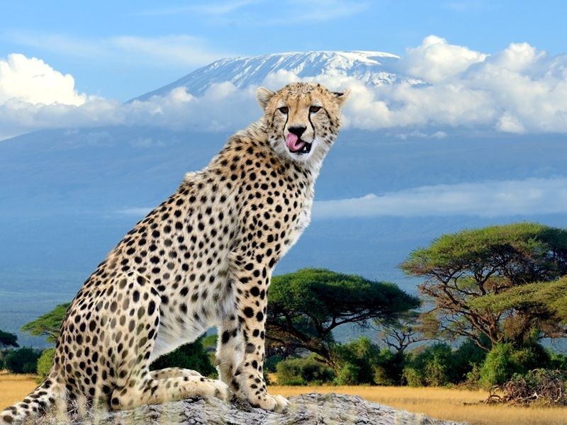 wild-african-cheetah-on-kilimanjaro