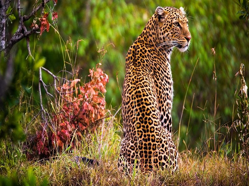 serengeti-pioneer-camp_Elewana